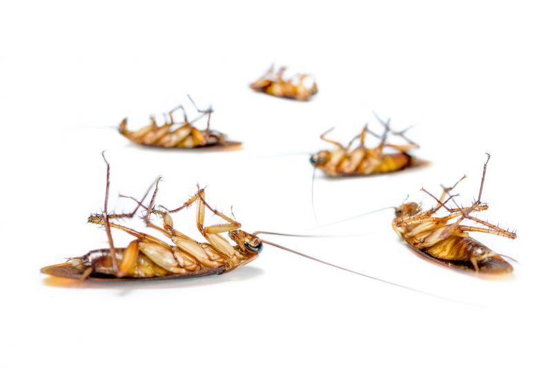 Roach Extermination detail